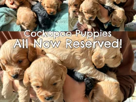 Cockapoo