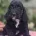 Cockapoo