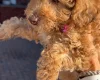Cockapoo