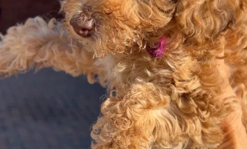 Cockapoo