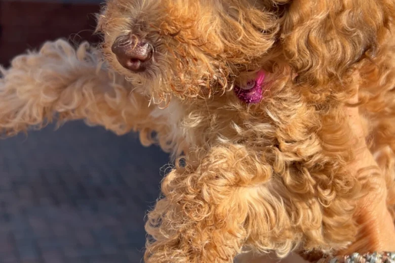Cockapoo