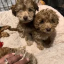 Cockapoo