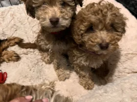 Cockapoo
