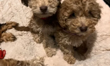 Cockapoo