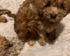 Cockapoo
