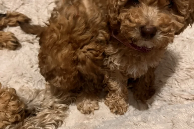 Cockapoo