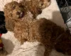 Cockapoo
