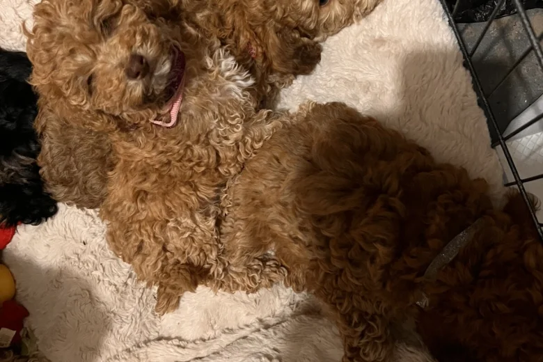 Cockapoo