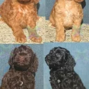 Cockapoo