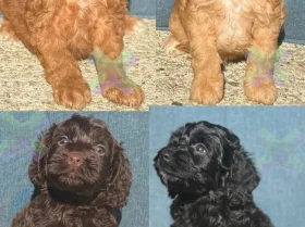 Cockapoo