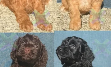 Cockapoo