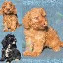 Cockapoo
