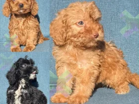 Cockapoo