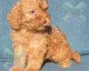 Cockapoo