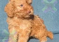 Apricot boy