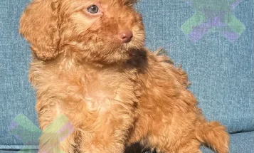 Cockapoo