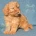 Cockapoo