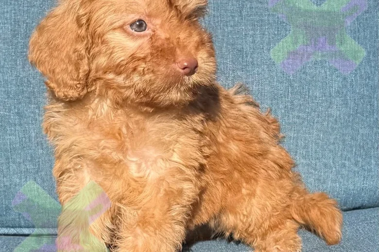 Cockapoo