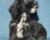 Cockapoo