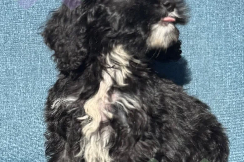 Cockapoo