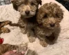 Cockapoo