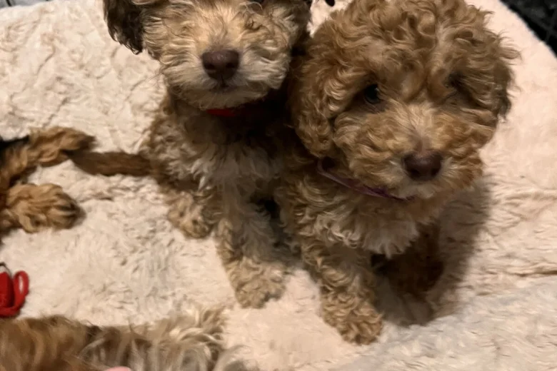 Cockapoo