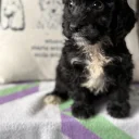 Cockapoo