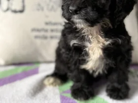 Cockapoo