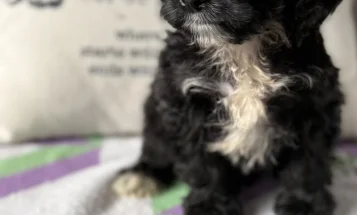 Cockapoo