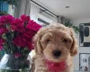 Cockapoo