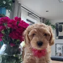 Cockapoo