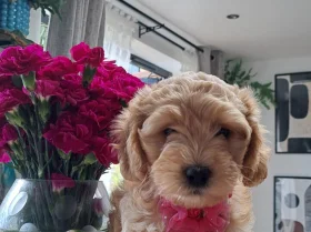 Cockapoo