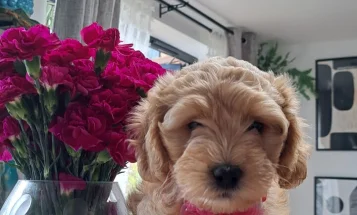 Cockapoo
