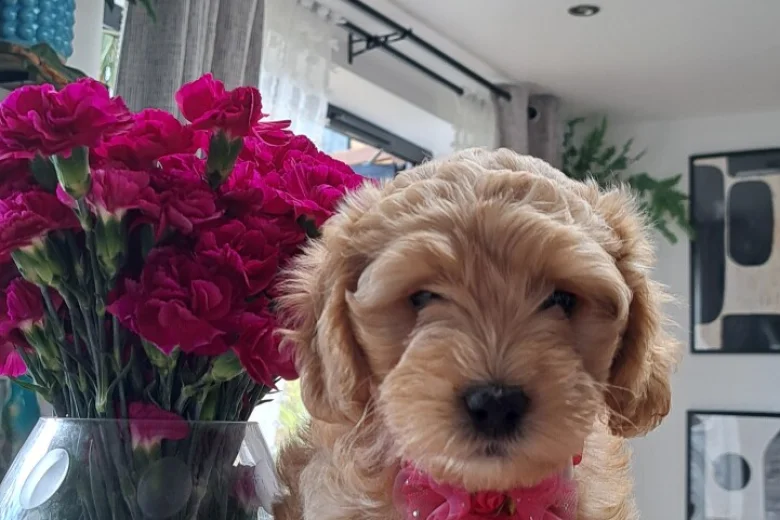 Cockapoo
