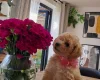 Cockapoo