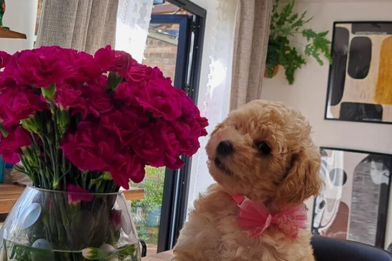 Cockapoo