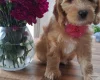 Cockapoo