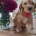 Cockapoo