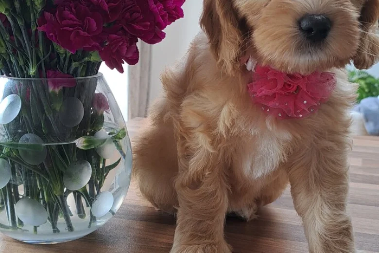 Cockapoo