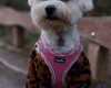 Cockapoo