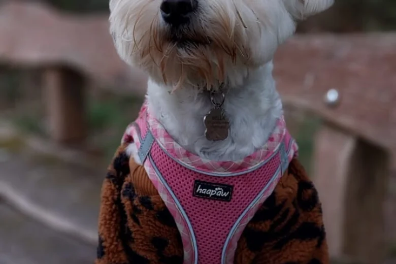 Cockapoo