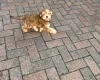 Cockapoo