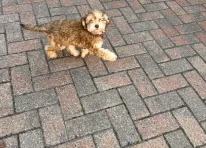 Puppy 2