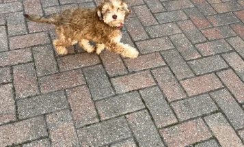 Cockapoo