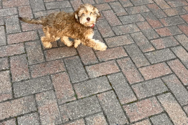 Cockapoo