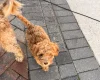 Cockapoo
