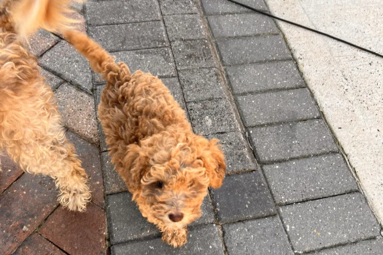 Cockapoo