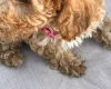 Cockapoo