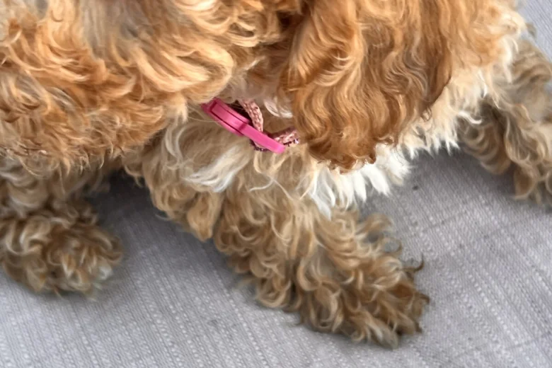 Cockapoo