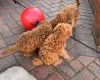 Cockapoo